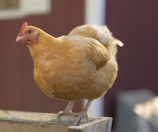 A buff-colored chicken perches on the edge of a wooden structure with a blurred background in the image.