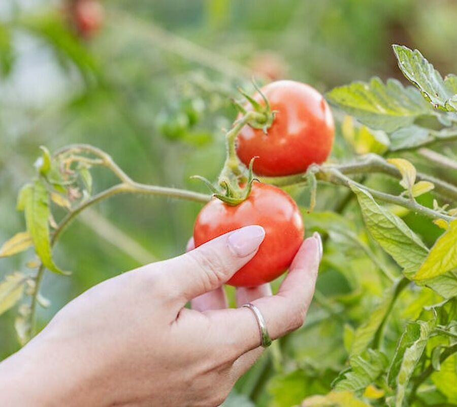 A hand is picking ripe tomatoes from a vine in a garden, surrounded by green leaves and stems.