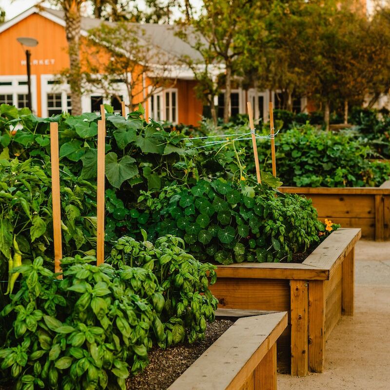 The image shows a community garden with lush green plants in raised wooden beds, adjacent to a path and buildings.