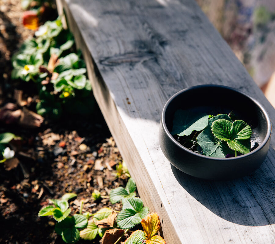 A black bowl with green leaves sits on a wooden surface, next to a garden bed with strawberry plants.