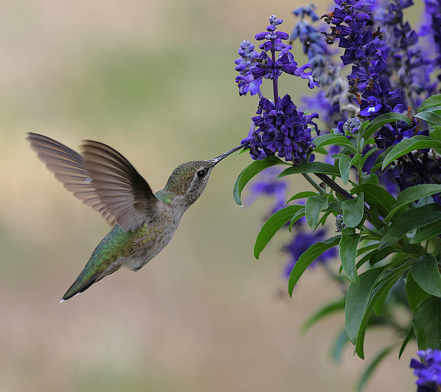 A hummingbird hovers near vibrant purple flowers, sipping nectar with its long beak against a soft-focus background.