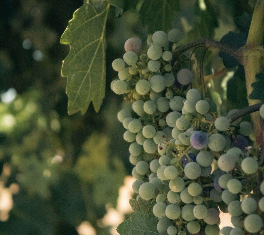 A cluster of green grapes hanging on a vine, surrounded by large, green leaves in a vineyard setting.