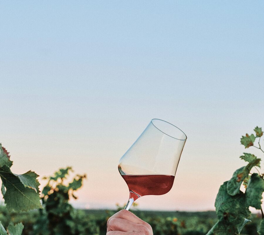 A person holds a glass of rosé wine with green vineyard leaves in the background against a clear sky at sunset.