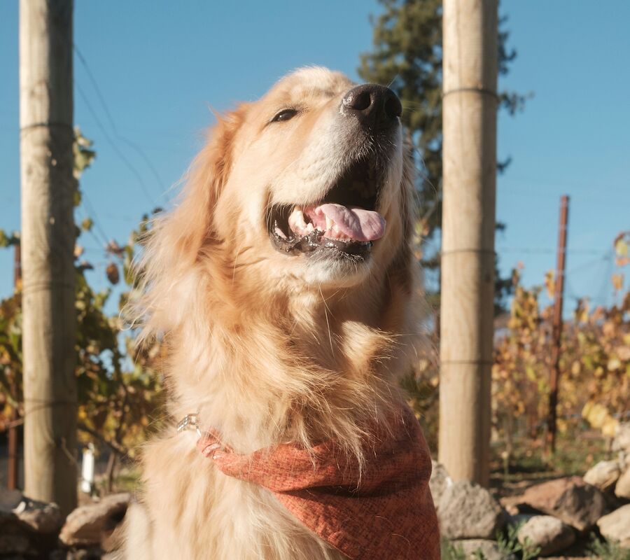 A golden retriever wearing an orange bandana sits outside, looking happy with a clear blue sky and trees in the background.
