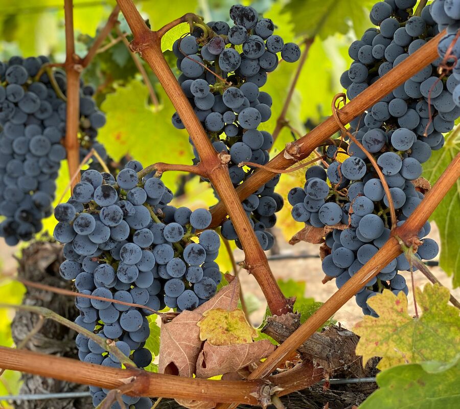 Image shows clusters of dark purple grapes hanging on a vine among green leaves.