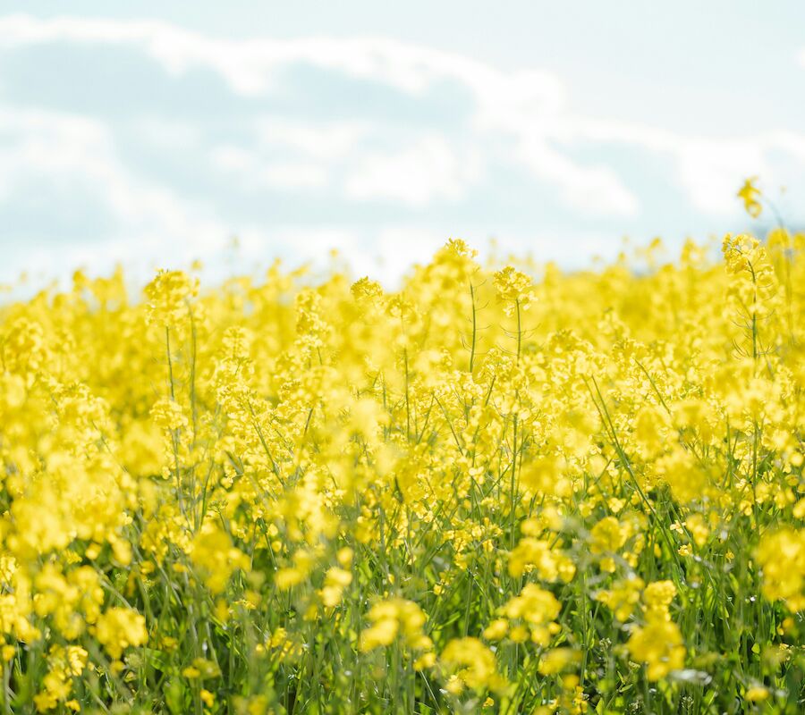 A vibrant field of yellow flowers under a blue sky with fluffy white clouds creates a serene and cheerful landscape scene.