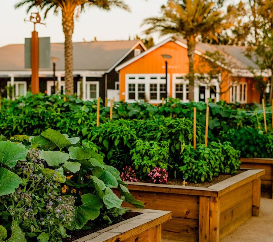 The image shows a community garden with lush plants in wooden raised beds, set against a backdrop of houses and palm trees.