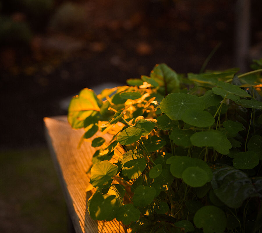A wooden ledge with green plants is bathed in warm sunlight, casting soft shadows in a serene outdoor setting.