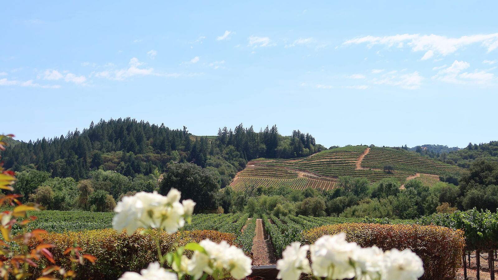 The image shows a vineyard landscape with rows of grapevines, white flowers in the foreground, and hills under a clear blue sky.