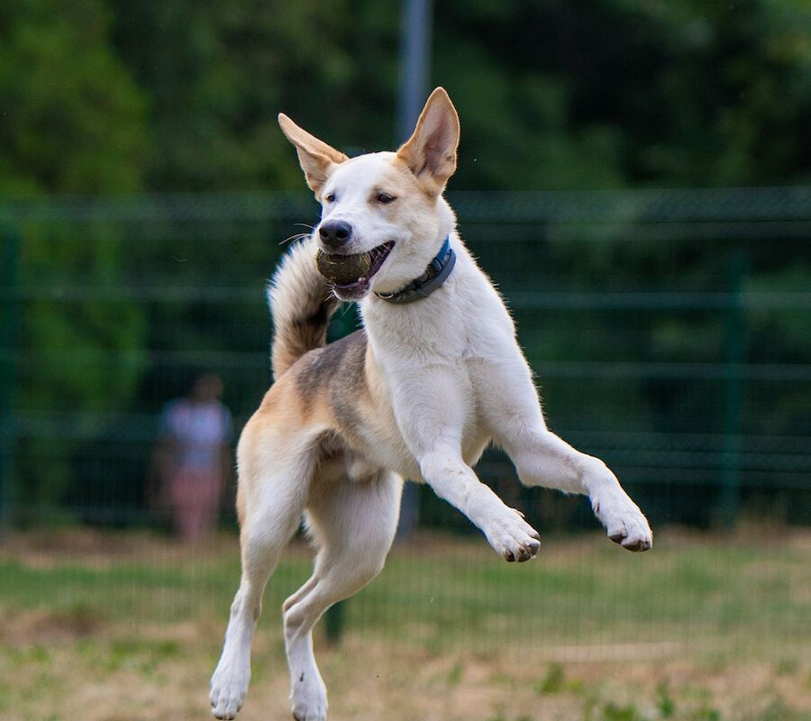 A dog is joyfully leaping in the air in a grassy outdoor setting with trees and a fence in the background.