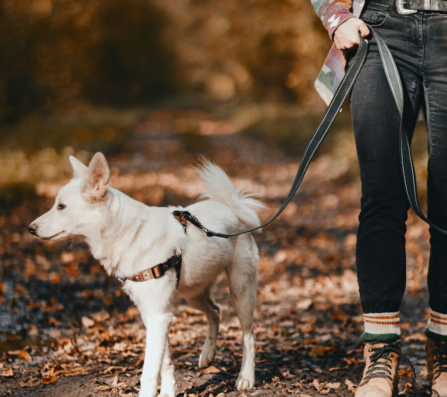 A person wearing a plaid jacket walks their dog along a leaf-covered path in a wooded area during autumn.