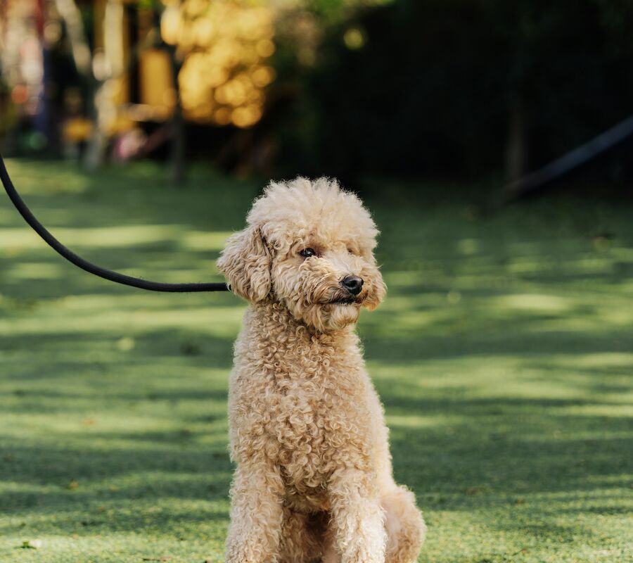A fluffy, light-colored dog on a leash sits on grass with a blurred background of trees and bushes.