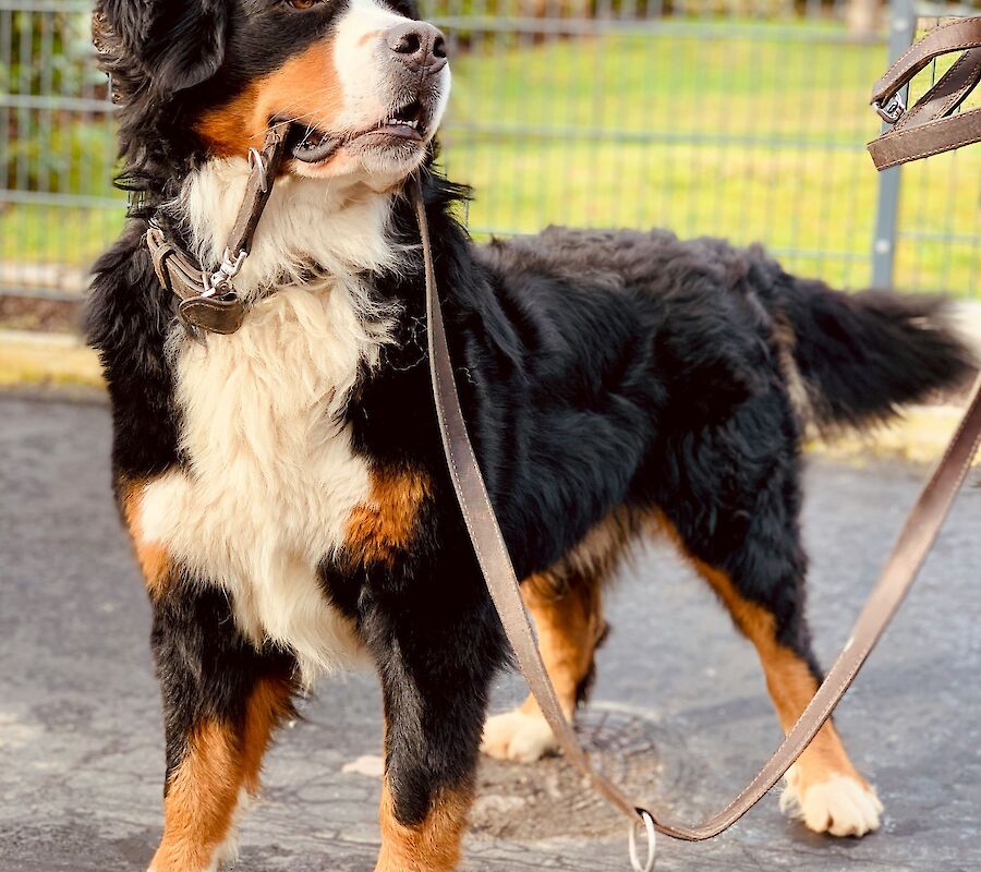 A Bernese Mountain Dog stands on a paved area, looking aside, while on a leash. It's outdoors with some greenery in the background.