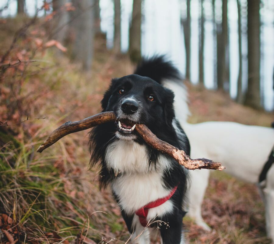 A black and white dog is joyfully carrying a stick in its mouth while walking through a forested area with another dog in the background.