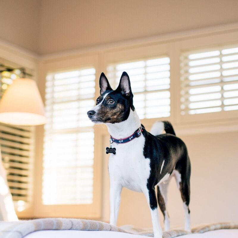 A small dog stands alert on a bed in a cozy room with soft lighting and window shutters in the background.