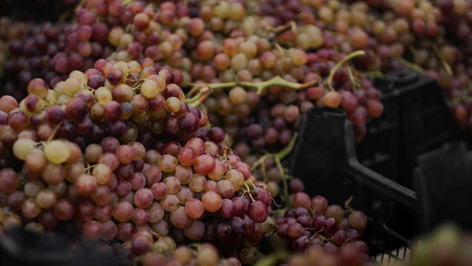 Clusters of multicolored grapes fill black crates abundantly, ready for wine-making or fresh consumption.