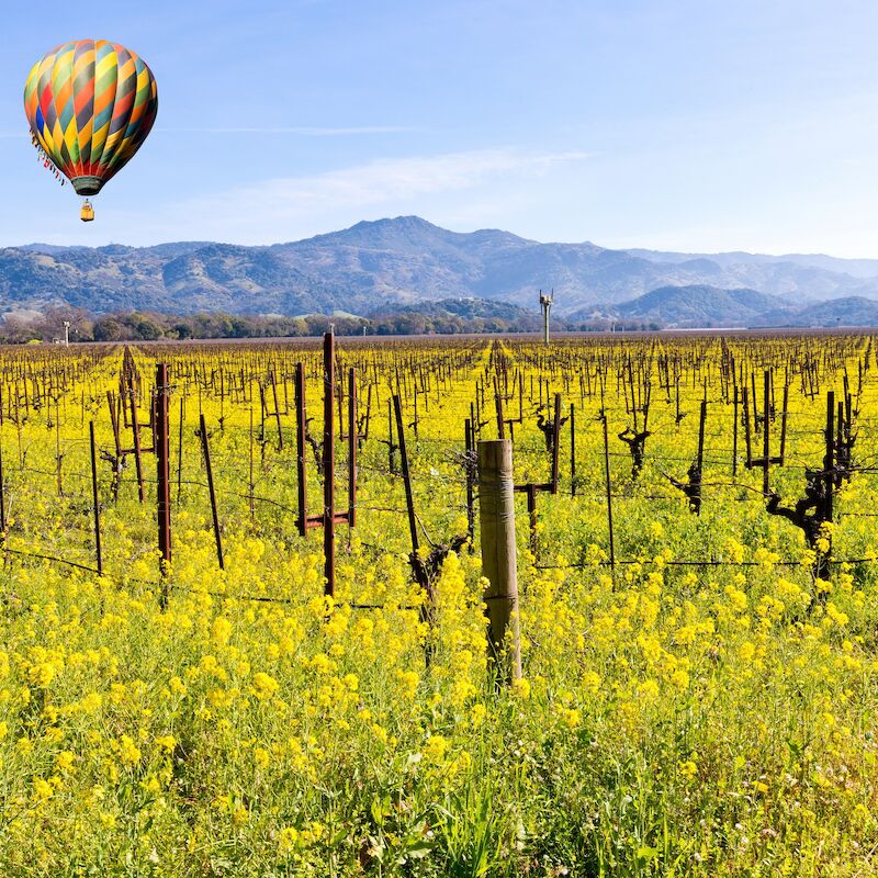 A colorful hot air balloon floats above a field of yellow flowers and vineyard with mountains in the background under a clear blue sky.
