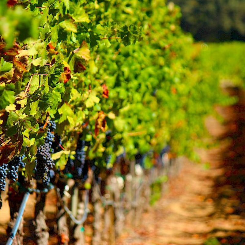 The image shows a vineyard with rows of grapevines laden with dark purple grapes, extending into the distance under bright sunlight.
