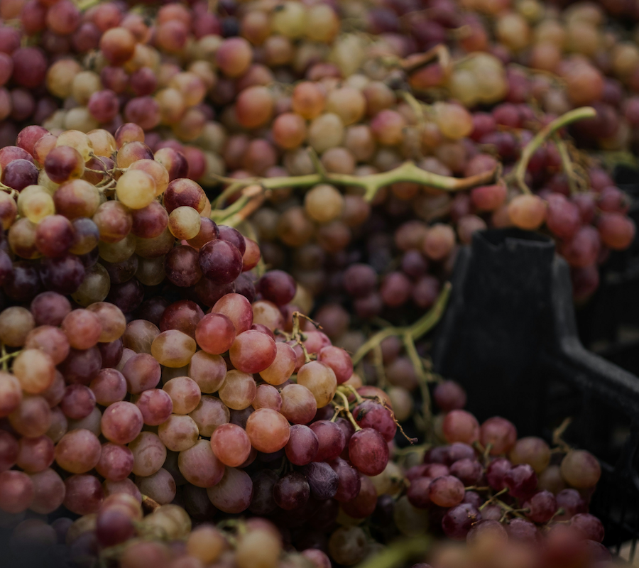 The image shows clusters of grapes in various shades of purple and green piled in black crates, appearing ready for transport or sale.