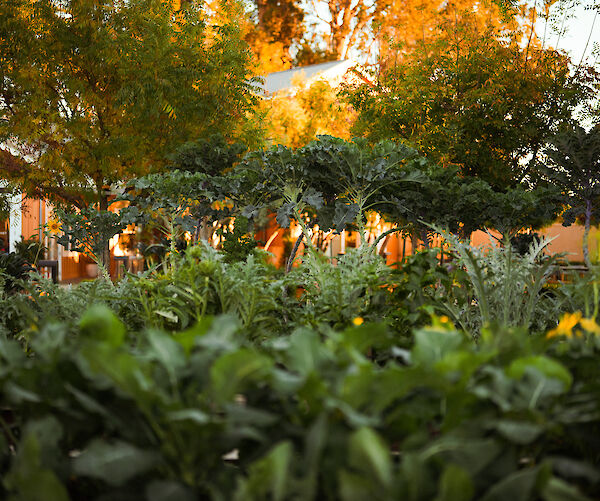 A lush garden filled with leafy green plants and trees, with a warmly lit building partially visible in the background.