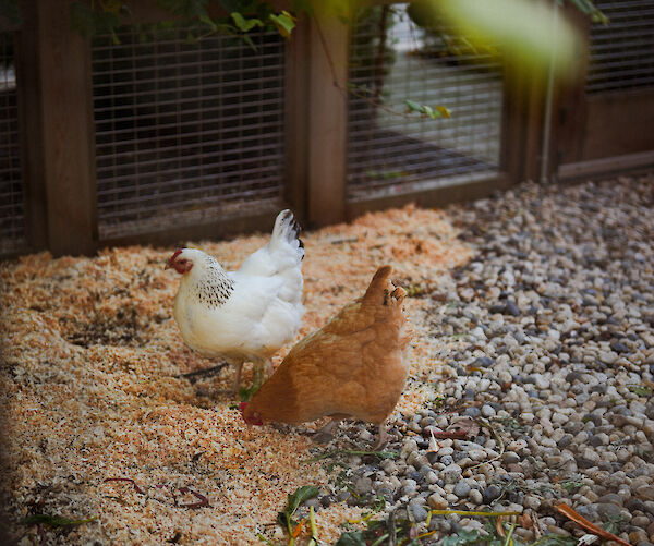 Two chickens in an enclosure, with wood shavings and pebbles on the ground. Nearby, there's a pile of colorful leaves and twigs.
