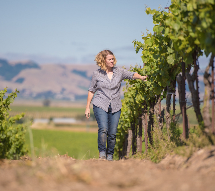 A person walks through a vineyard, examining the grapevines under a clear sky, with hills visible in the background.
