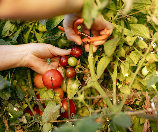 Hands are picking ripe tomatoes from a plant in a garden, surrounded by green leaves.