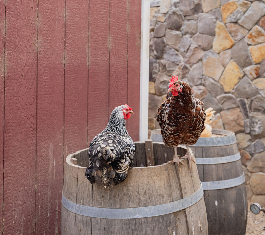 Two chickens are perched on wooden barrels next to a red wooden wall, with a stone wall in the background.