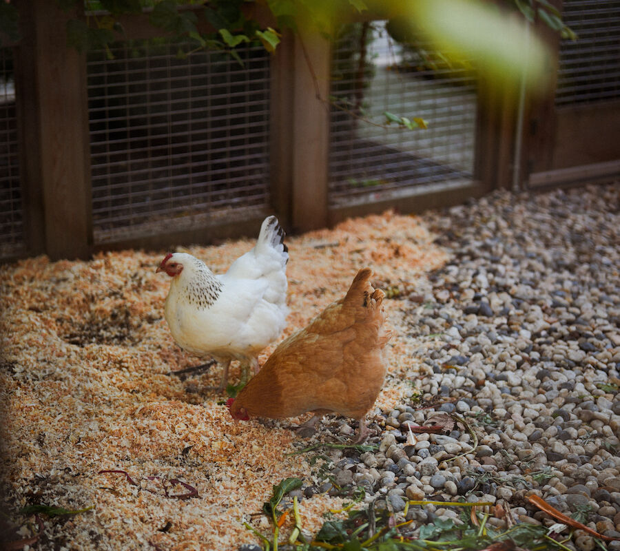 Two chickens pecking at the ground in an enclosed garden area, with feed and foliage around them.