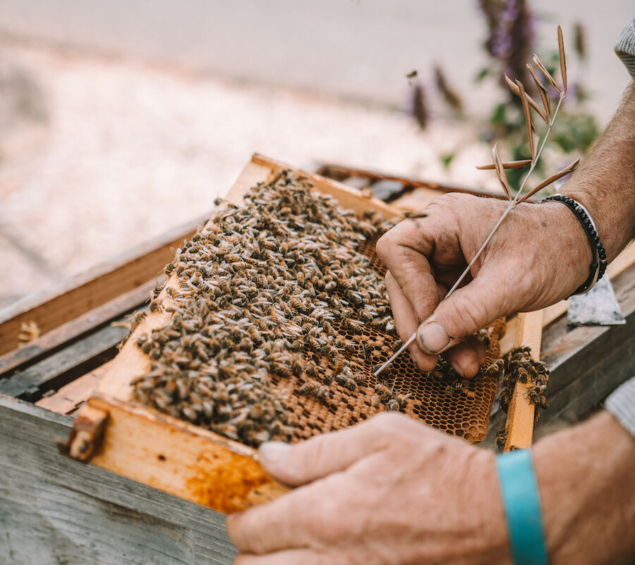 A beekeeper's hands handling a honeycomb frame with bees from a beehive, wearing a blue wristband and using a tool.