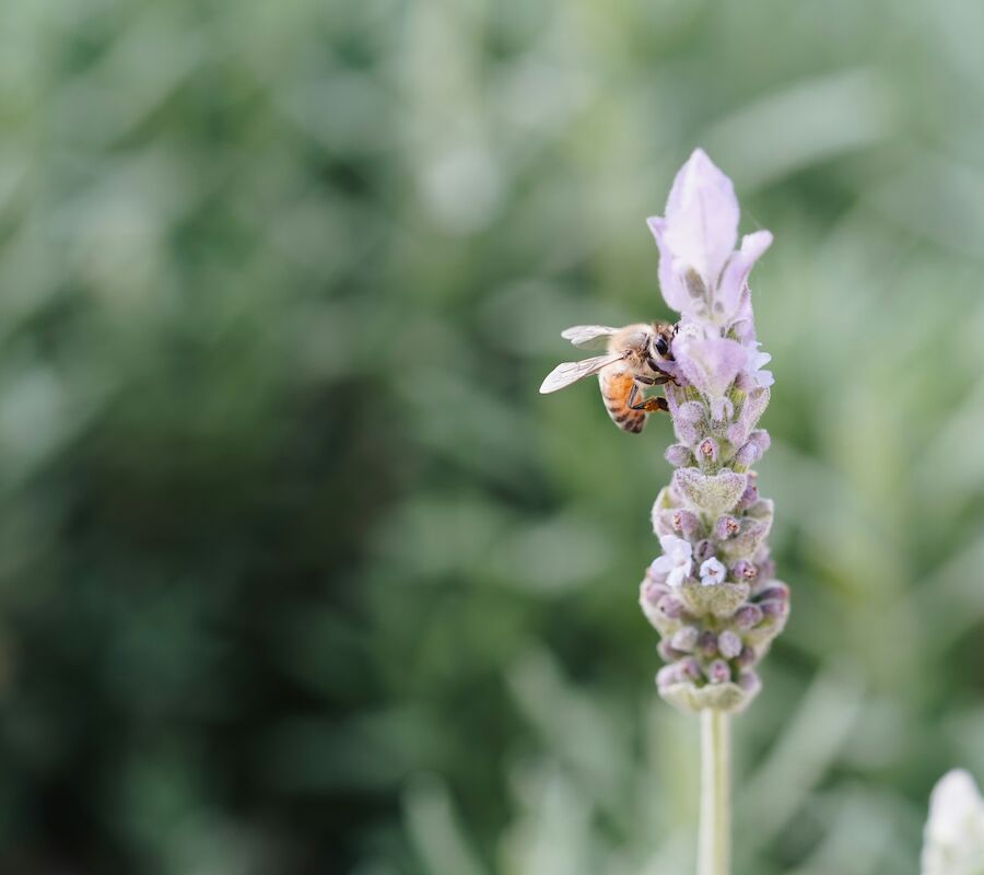 A bee is perched on a lavender flower against a blurred green background, focusing on the floral detail and the bee's activity.