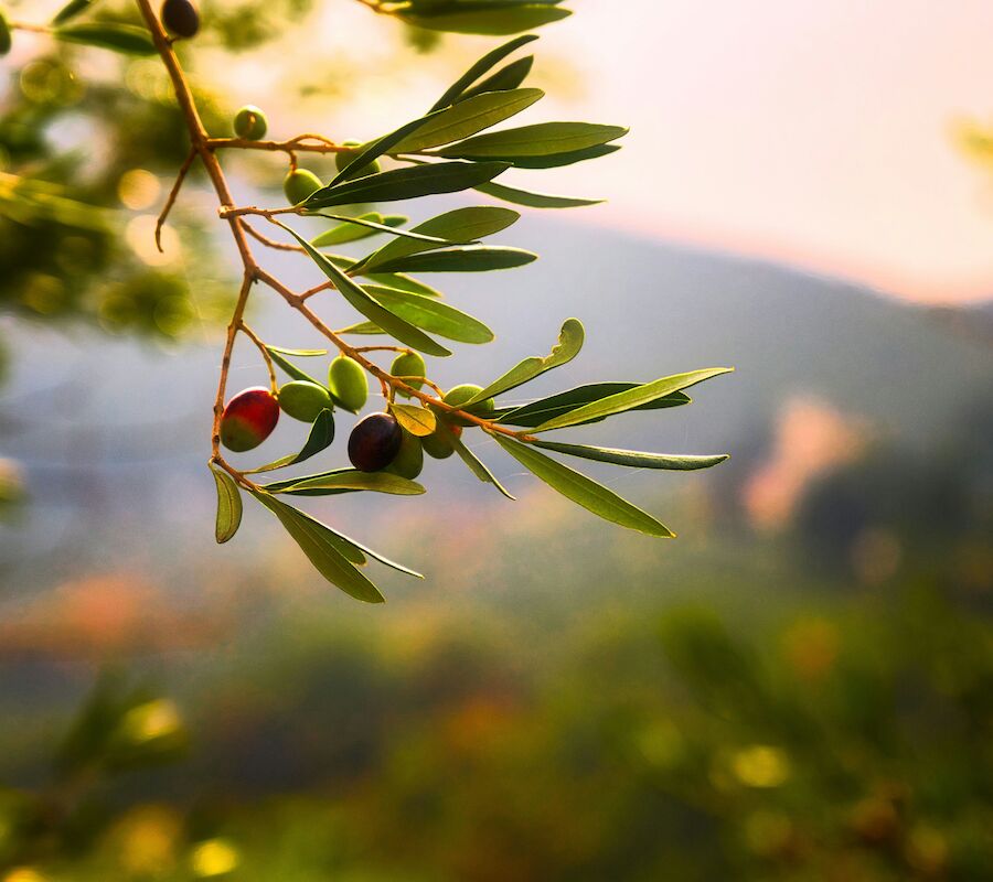 A branch with green leaves and small, unripe olives in focus; blurred mountains and foliage in the background add depth.