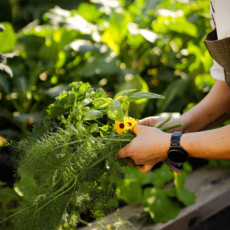 A person is tending to plants in a garden, gathering leafy greens and a small yellow flower, under sunlight.