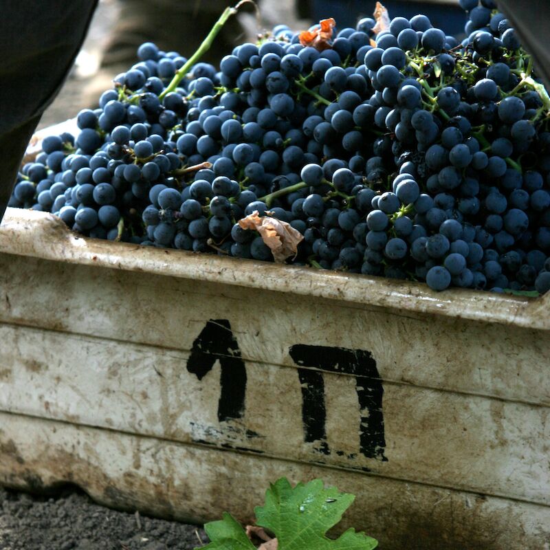 The image shows a container filled with dark grapes on the ground, with some grapes and a leaf scattered outside.