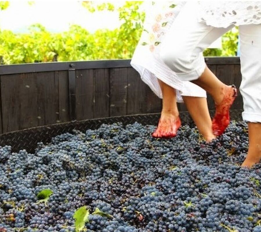 People stomping grapes in a large wooden vat, a traditional method used in winemaking, surrounded by lush green vineyard foliage.