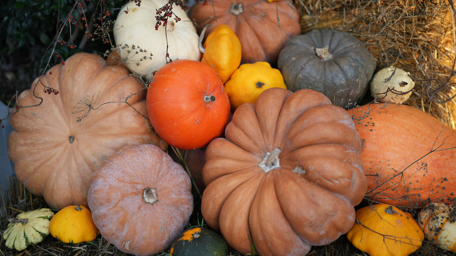 A variety of pumpkins and gourds in different colors and shapes are arranged on a bed of hay.
