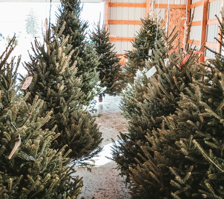 The image shows several Christmas trees displayed inside a barn-like structure, each with a small tag attached.